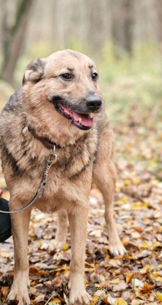 СОБАКА КАМЯ  из приюта Щербинка для бездомных животных, Москва и Московская область | mospriut