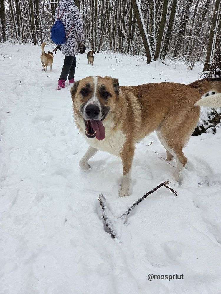 СОБАКА ДЖЕФФ  из приюта Щербинка для бездомных животных, Москва и Московская область | mospriut