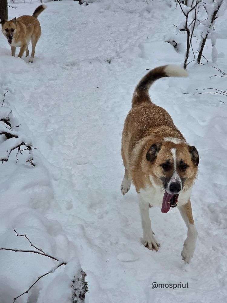 СОБАКА ДЖЕФФ  из приюта Щербинка для бездомных животных, Москва и Московская область | mospriut