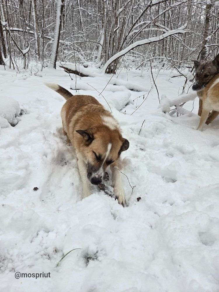 СОБАКА ДЖЕФФ  из приюта Щербинка для бездомных животных, Москва и Московская область | mospriut