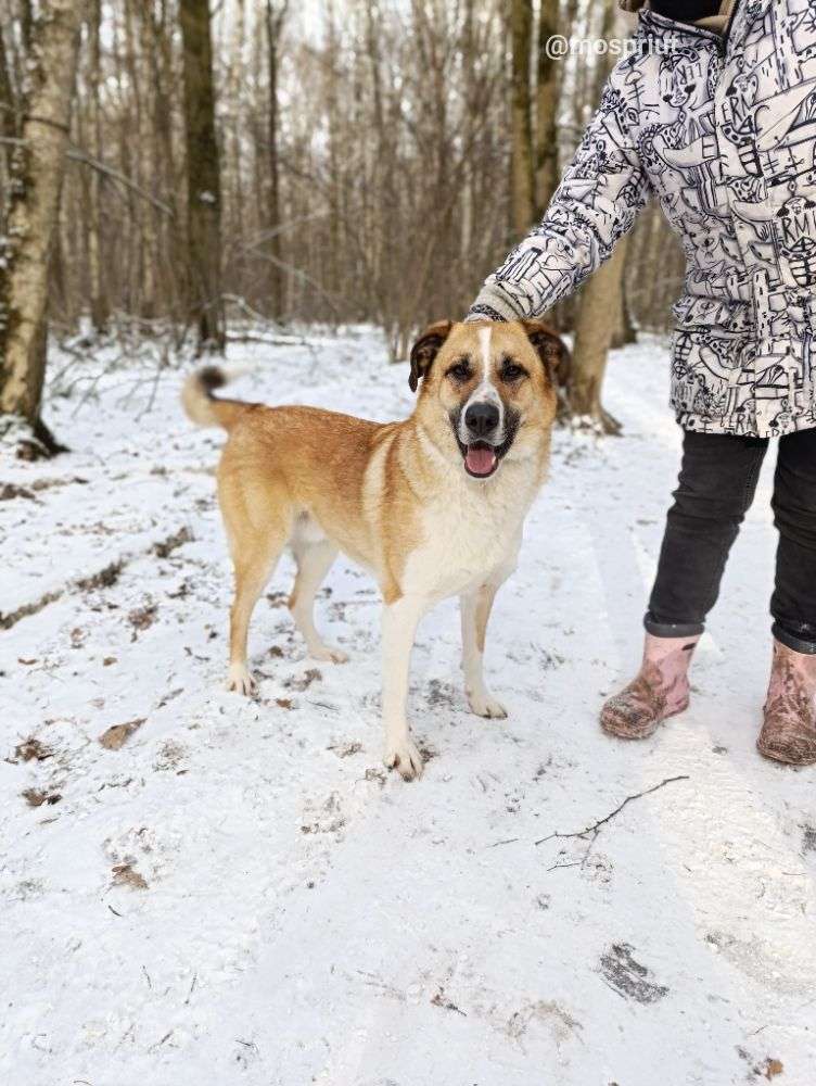 СОБАКА ДЖЕФФ  из приюта Щербинка для бездомных животных, Москва и Московская область | mospriut