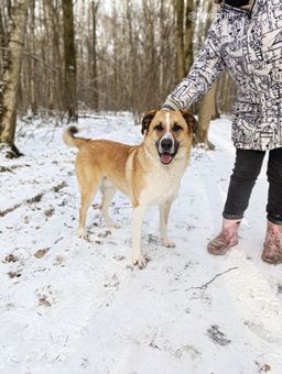 собака Джефф из приюта ищет дом