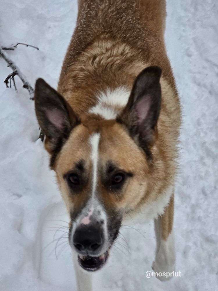 СОБАКА ДЖЕФФ  из приюта Щербинка для бездомных животных, Москва и Московская область | mospriut