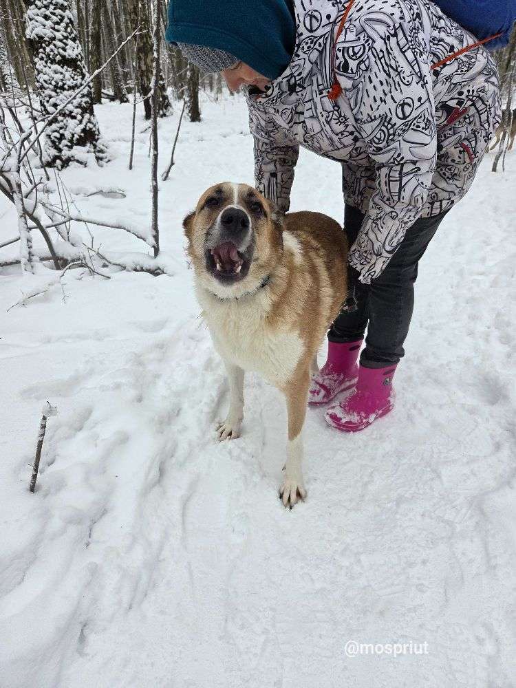 СОБАКА ДЖЕФФ  из приюта Щербинка для бездомных животных, Москва и Московская область | mospriut