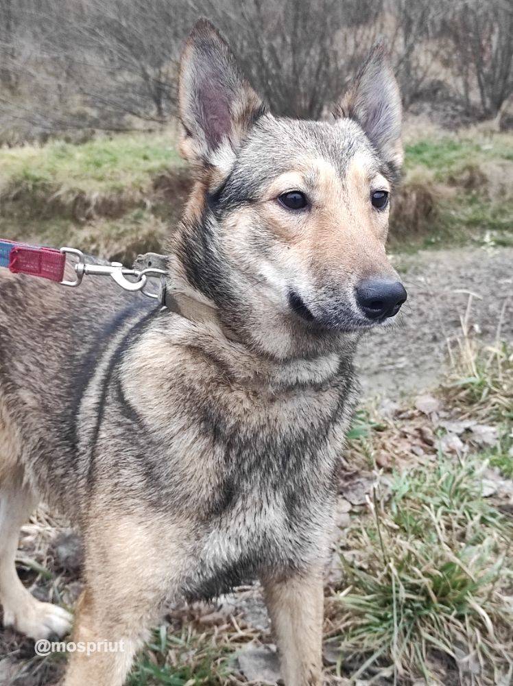 собака Этна  из приюта  для бездомных животных (собаки и кошки), Москва и Московская область