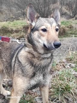 собака Этна из приюта ищет дом