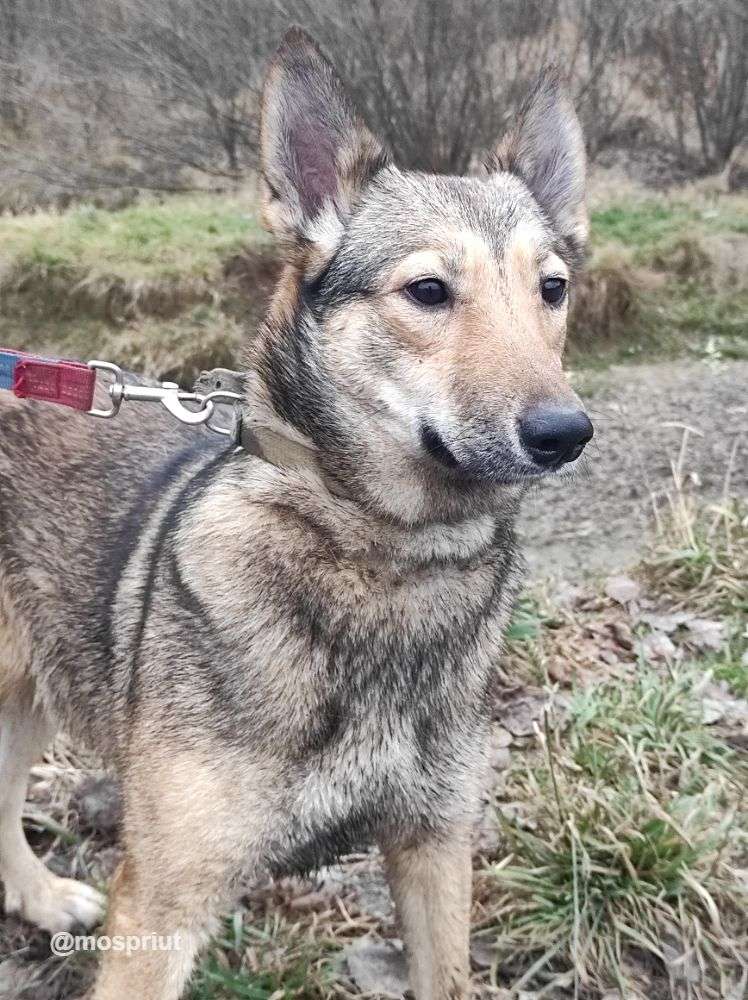СОБАКА ЭТНА из приюта Щербинка для бездомных животных, Москва и Московская область | mospriut