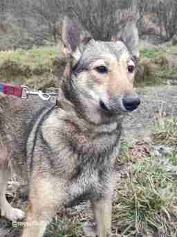 Приют для бездомных животных в Москве и Московской области | Взять собаку или кошку из приюта - mospriut