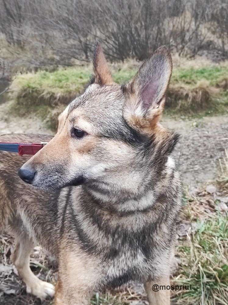 СОБАКА ЭТНА из приюта Щербинка для бездомных животных, Москва и Московская область | mospriut