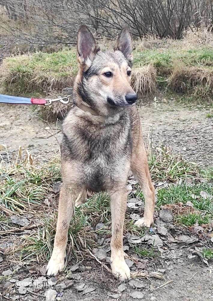 СОБАКА ЭТНА из приюта Щербинка для бездомных животных, Москва и Московская область | mospriut