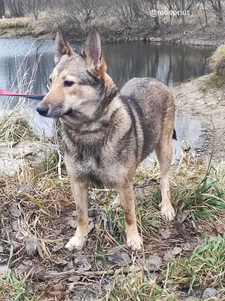 СОБАКА ЭТНА из приюта Щербинка для бездомных животных, Москва и Московская область | mospriut
