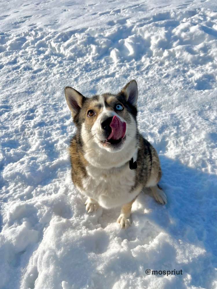 СОБАКА ПУХЛЯ  из приюта Щербинка для бездомных животных, Москва и Московская область | mospriut