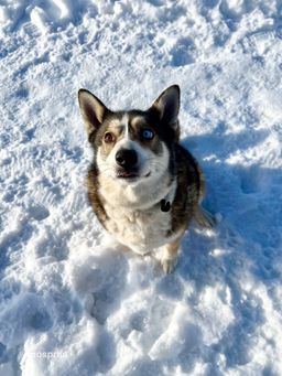 собака Пухля из приюта ищет дом