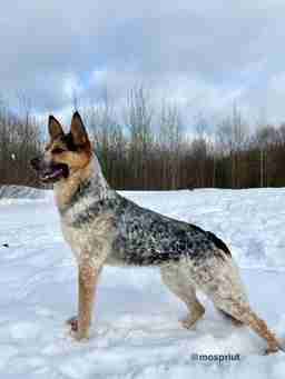Приют для бездомных животных в Москве и Московской области | Взять собаку или кошку из приюта - mospriut