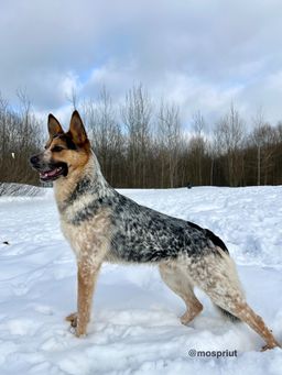 собака Марти из приюта ищет дом