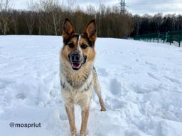 собака Марти из приюта ищет дом