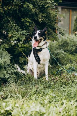 собака Макс из приюта ищет дом