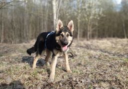 собака Трой из приюта ищет дом