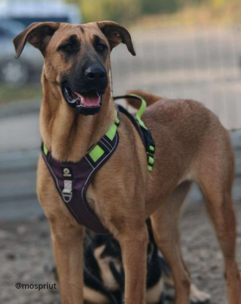 СОБАКА ДИВА  из приюта Щербинка для бездомных животных, Москва и Московская область | mospriut