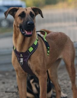 собака Дива из приюта ищет дом