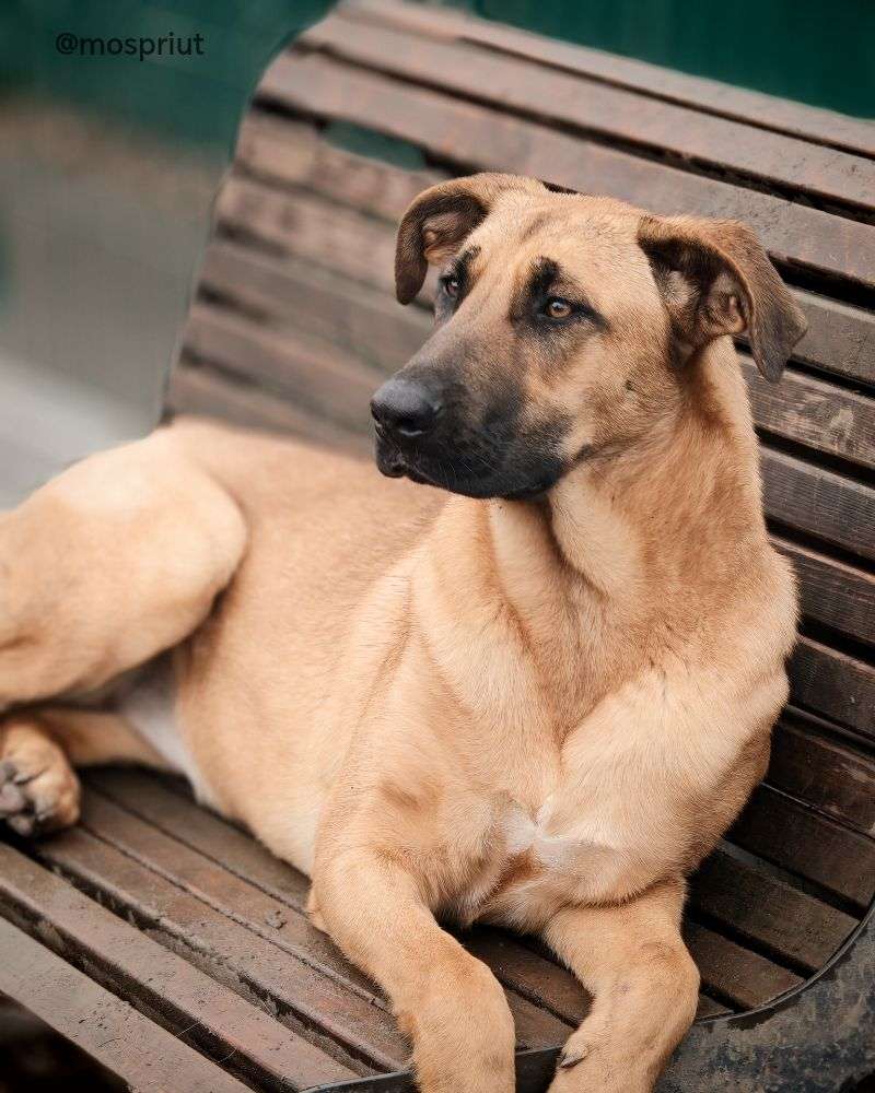 СОБАКА ДИВА  из приюта Щербинка для бездомных животных, Москва и Московская область | mospriut