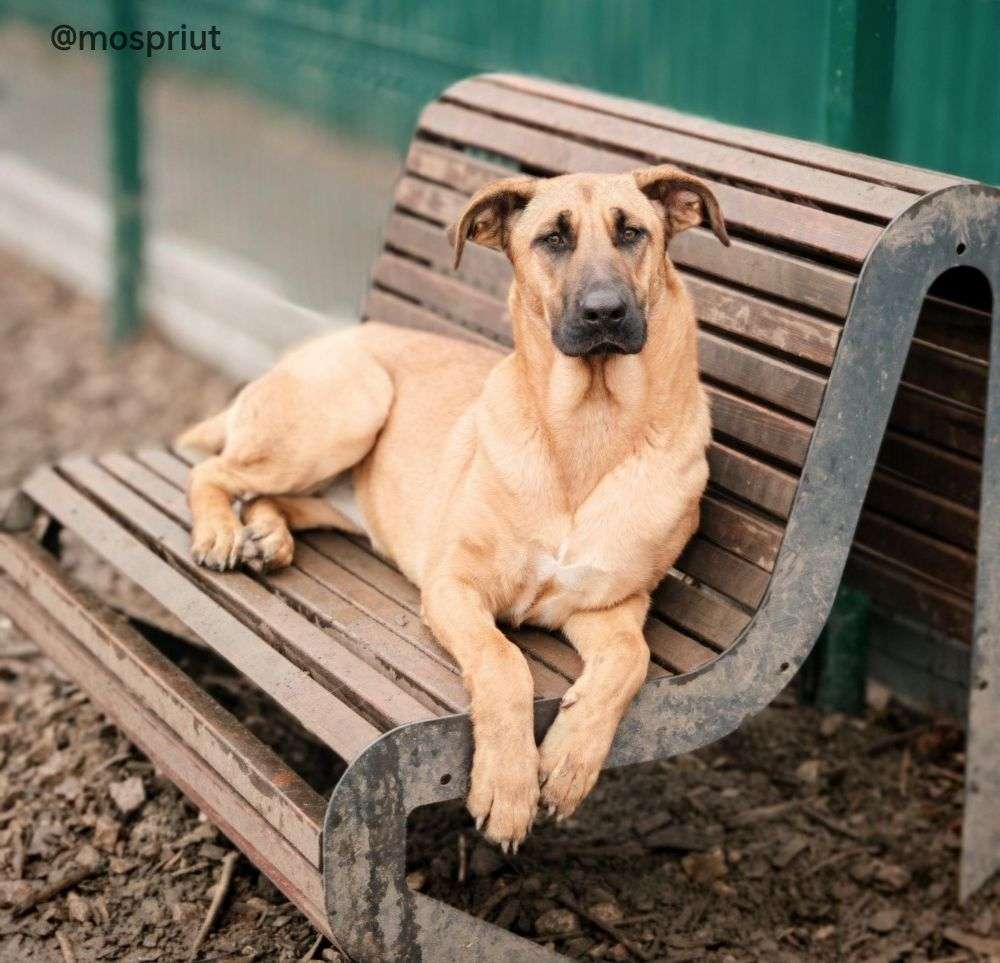 СОБАКА ДИВА  из приюта Щербинка для бездомных животных, Москва и Московская область | mospriut
