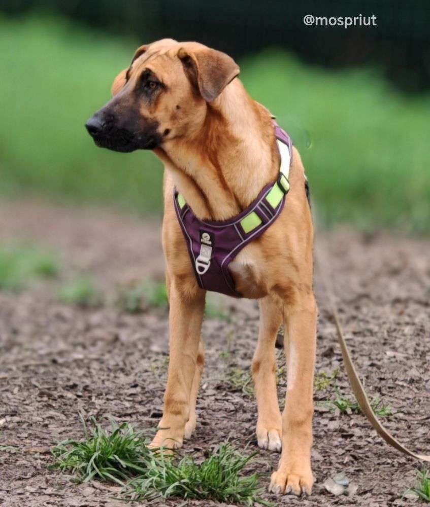 СОБАКА ДИВА  из приюта Щербинка для бездомных животных, Москва и Московская область | mospriut