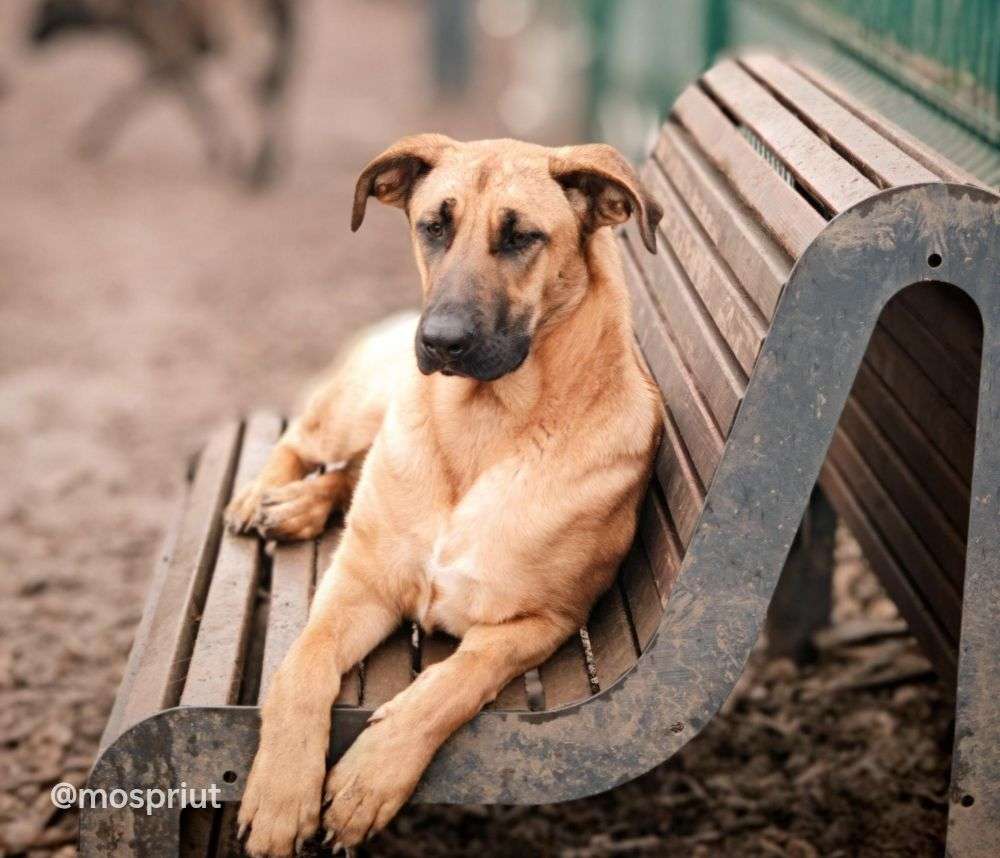 СОБАКА ДИВА  из приюта Щербинка для бездомных животных, Москва и Московская область | mospriut