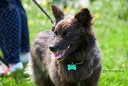 собака Клеопатра из приюта ищет дом