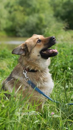 собака Джесси из приюта ищет дом