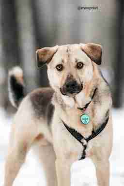 Приют для бездомных животных в Москве и Московской области | Взять собаку или кошку из приюта - mospriut