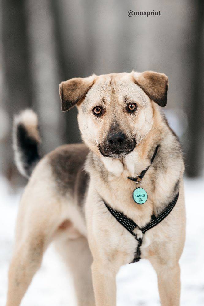 собака Винсент  из приюта «Дубовая Роща» для бездомных животных (собаки), Москва и Московская область