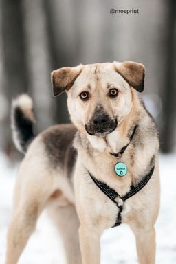 собака Винсент из приюта ищет дом