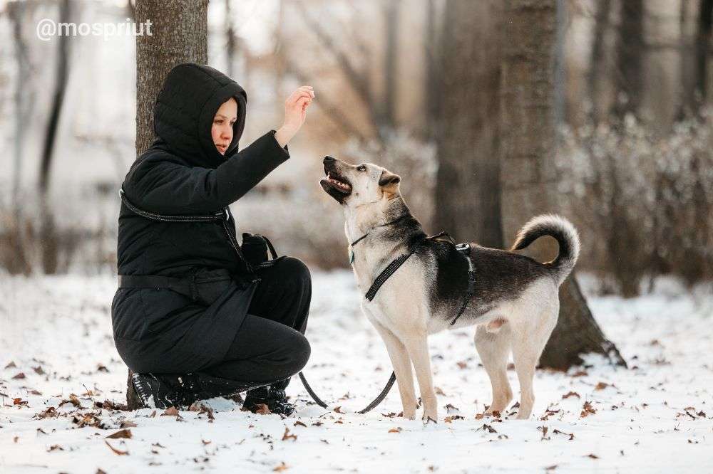 СОБАКА ВИНСЕНТ  из приюта Дубовая Роща для бездомных животных, Москва и Московская область | mospriut