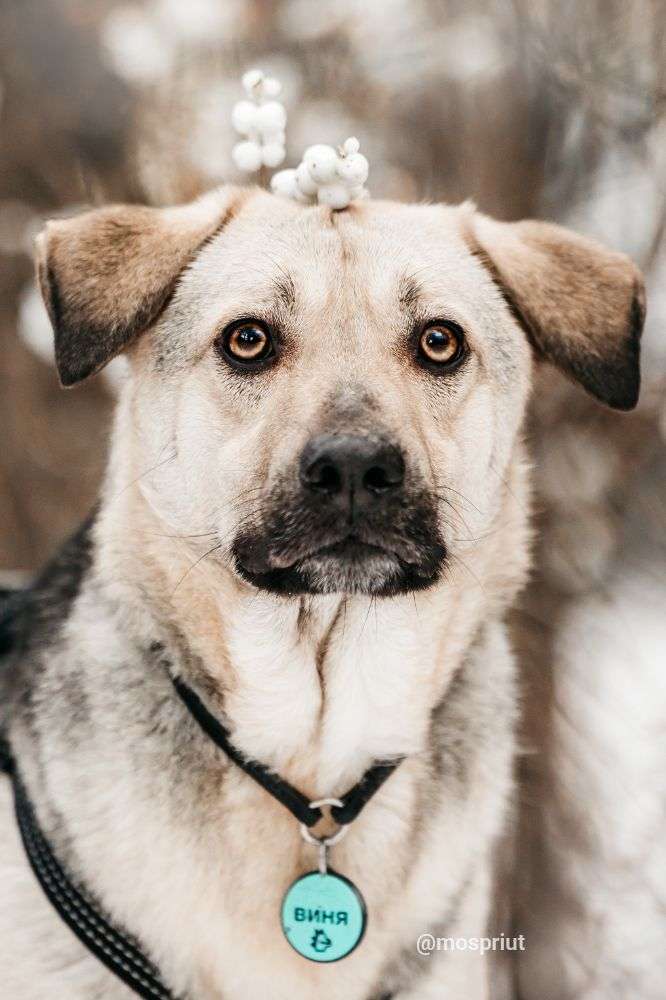 СОБАКА ВИНСЕНТ  из приюта Дубовая Роща для бездомных животных, Москва и Московская область | mospriut