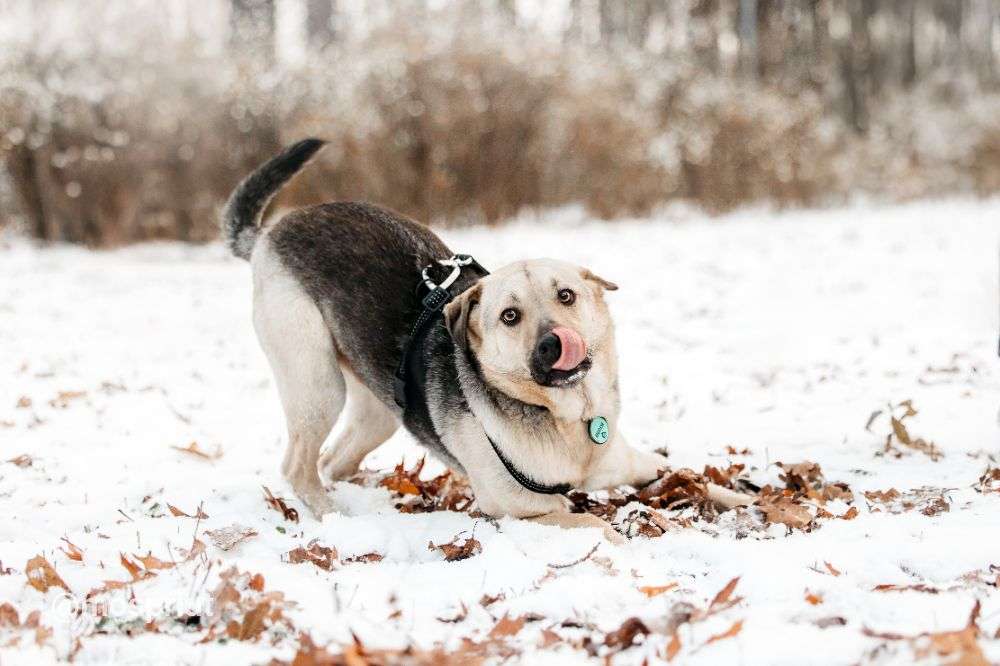 СОБАКА ВИНСЕНТ  из приюта Дубовая Роща для бездомных животных, Москва и Московская область | mospriut