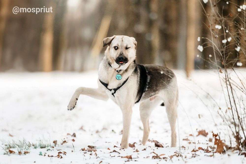 СОБАКА ВИНСЕНТ  из приюта Дубовая Роща для бездомных животных, Москва и Московская область | mospriut