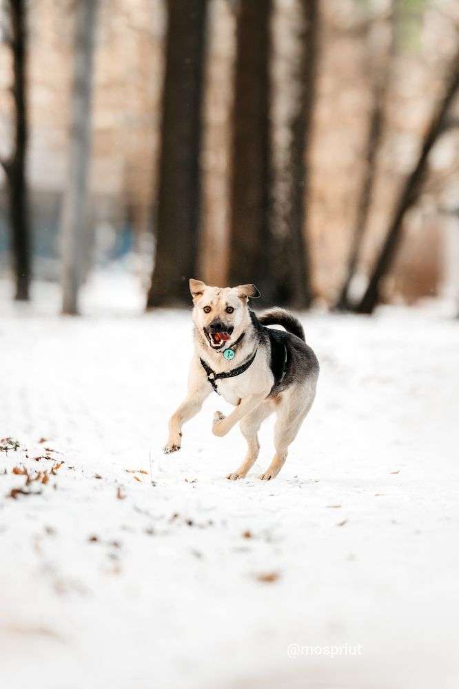 СОБАКА ВИНСЕНТ  из приюта Дубовая Роща для бездомных животных, Москва и Московская область | mospriut