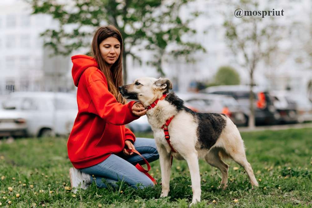 СОБАКА МАРФА из фонда undefined для бездомных животных, Москва и Московская область | mospriut