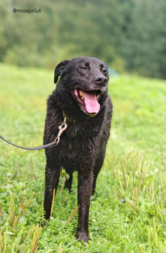 собака Беркут  из приюта  для бездомных животных (собаки и кошки), Москва и Московская область