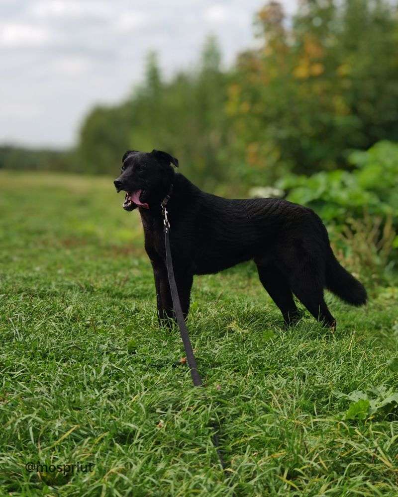 СОБАКА БЕРКУТ  из приюта Щербинка для бездомных животных, Москва и Московская область | mospriut