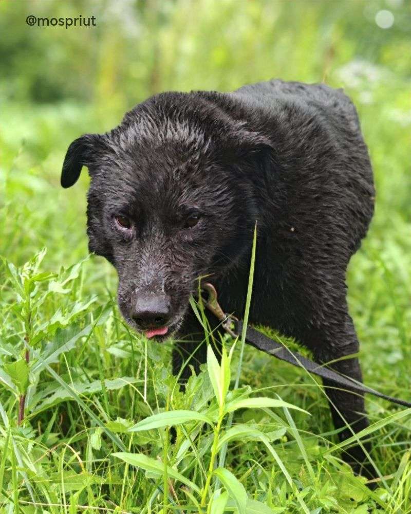 СОБАКА БЕРКУТ  из приюта Щербинка для бездомных животных, Москва и Московская область | mospriut