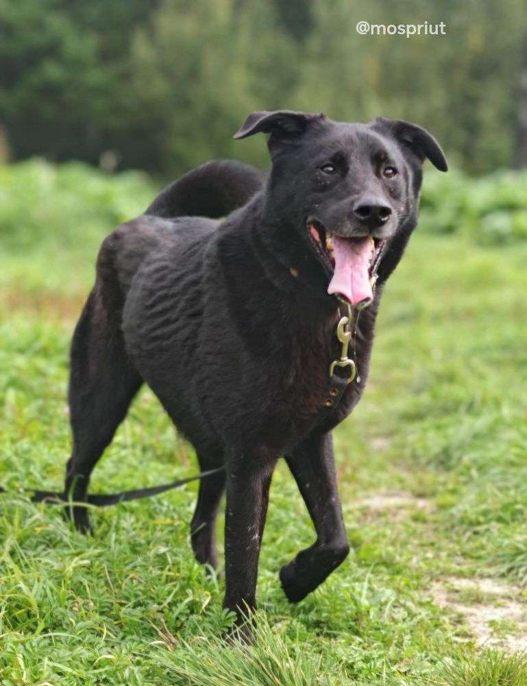 СОБАКА БЕРКУТ  из приюта Щербинка для бездомных животных, Москва и Московская область | mospriut
