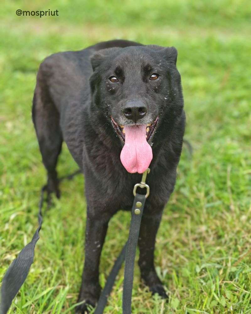 СОБАКА БЕРКУТ  из приюта Щербинка для бездомных животных, Москва и Московская область | mospriut
