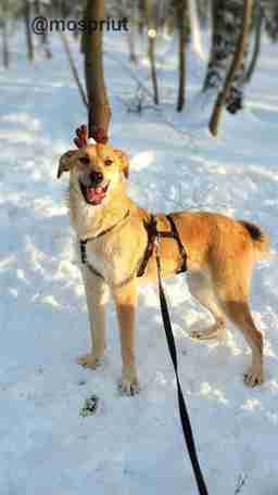 Приют для бездомных животных в Москве и Московской области | Взять собаку или кошку из приюта - mospriut