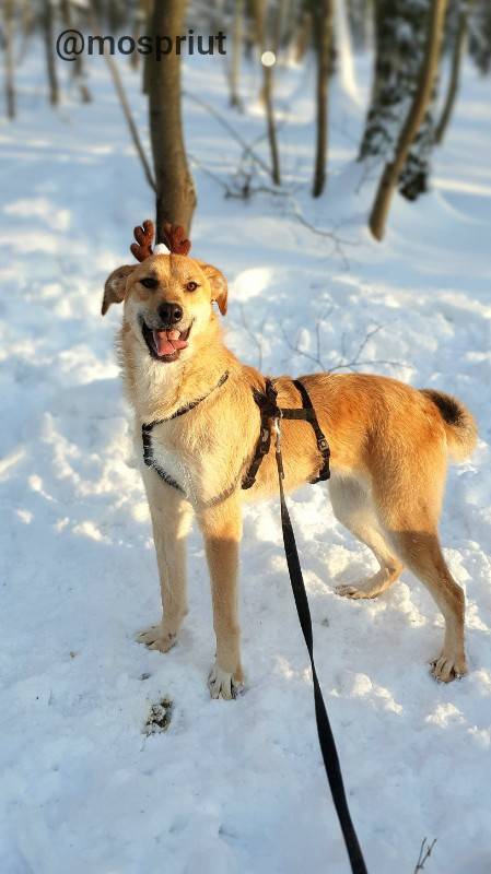 собака Лися  из приюта «Щербинка» для бездомных животных (собаки), Москва и Московская область