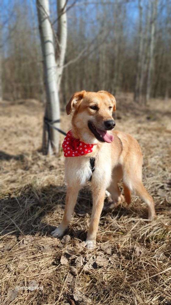 СОБАКА ЛИСЯ  из приюта Щербинка для бездомных животных, Москва и Московская область | mospriut