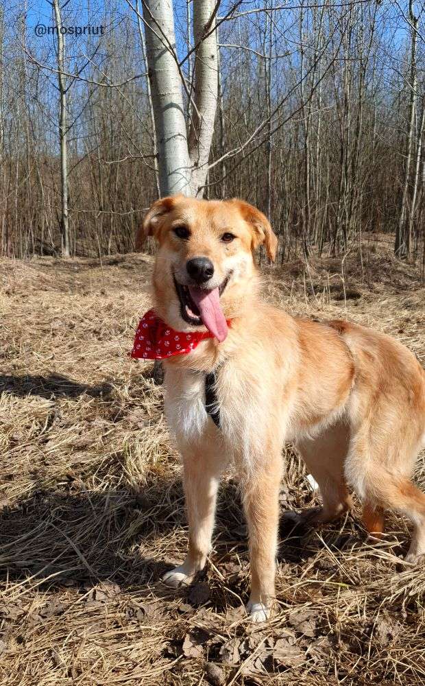 СОБАКА ЛИСЯ  из приюта Щербинка для бездомных животных, Москва и Московская область | mospriut