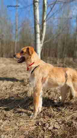 Приют для бездомных животных в Москве и Московской области | Взять собаку или кошку из приюта - mospriut