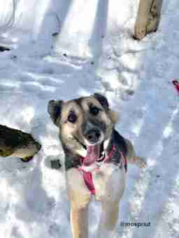 Приют для бездомных животных в Москве и Московской области | Взять собаку или кошку из приюта - mospriut